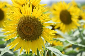 ひまわり、向日葵、滋賀県、近江八幡、大中湖、黄色、緑、種、ひまわりの種