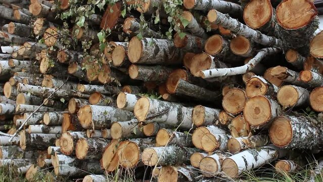 A pile of birch firewood lies on the grass. Chopped firewood stacked in a pile. Pile of logs for fireplace