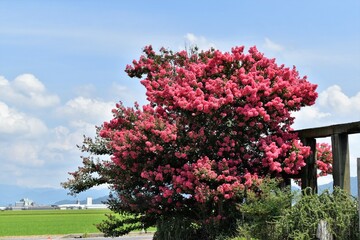 百日紅、さるすべり、百日紅の花、青空、夏空