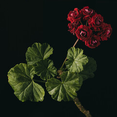 Isolated red geranium flower with leaves on black ground