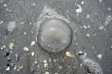 washed up jellyfish on the beach