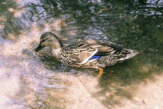 Pato nadando y cazando en aguas tranquilas