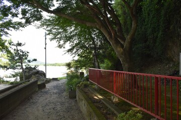 Fototapeta premium 琵琶湖、びわ湖、青空、夏空、神社、参道
