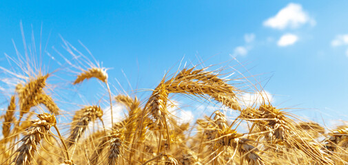 Gold wheat field and blue sky. Crops field. Selective focus