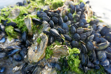 close up of shells coming to beach on rocks at ebb tide