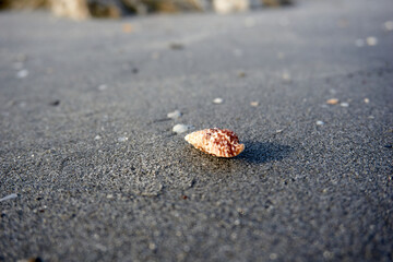 close-up of a snail shell on the beach