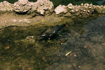 Gallineta común en el agua buscando comida