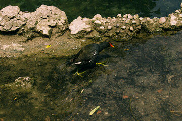 Gallineta común en el agua buscando comida