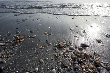 shells and snail shells on the beach