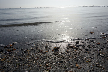 shells and snail shells on the beach