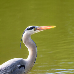  Close-up, head shot of a Great Blue Heron.