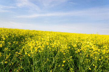 rapeseed canola or colza on blue sky background