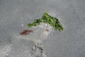 close up of algae on the beach