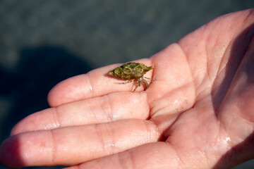 hermit crab looking for a new home