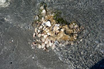 close up of shells coming to beach on rocks at ebb tide
