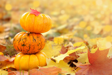 Naklejka na ściany i meble Three orange pumpkins and autumn colourful leaves on yellow nature background. Harvest concept