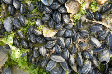 close up of shells coming to beach on rocks at ebb tide