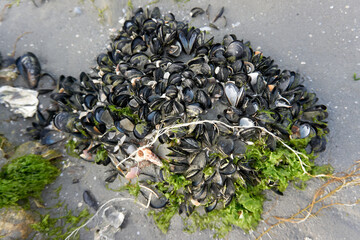 close up of shells coming to beach on rocks at ebb tide