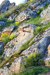 Cobblestones and rocks covered with mosses, grass and yellow flowers