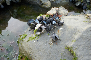 close up of shells coming to beach on rocks at ebb tide