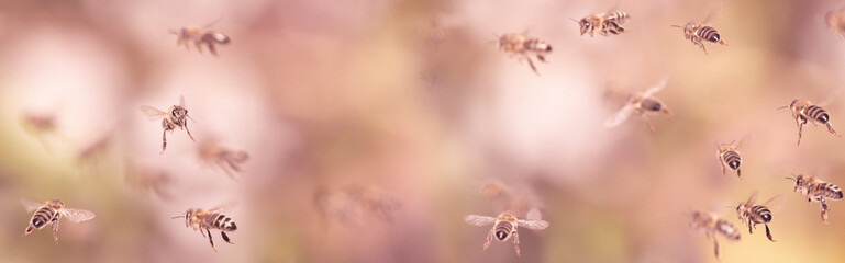 bees flying in to hive - bee breeding (Apis mellifera) close up