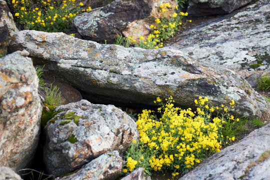 Mosse Bilder Durchsuchen 12,050 Archivfotos, und