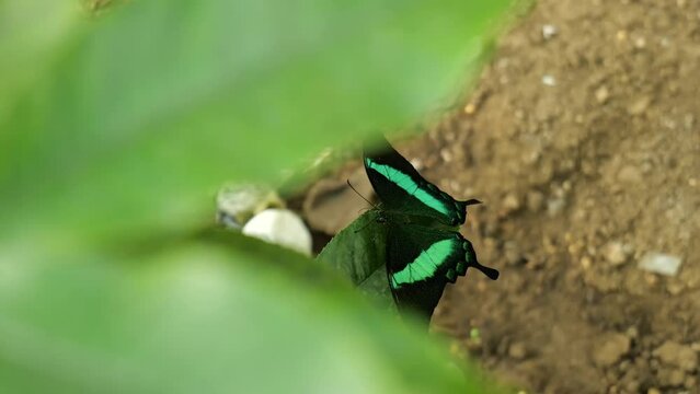 Emerald swallowtail or peacock butterfly (Papilio palinurus) in a 4k closeup video. Beautiful insects of the world, nature details filming.