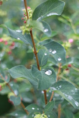 raindrops on a plant