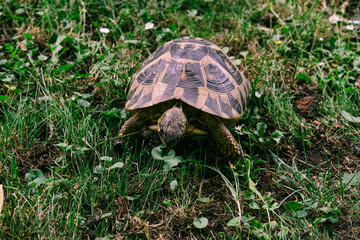 Tortuga pegando un mordisco a la hoja de una planta