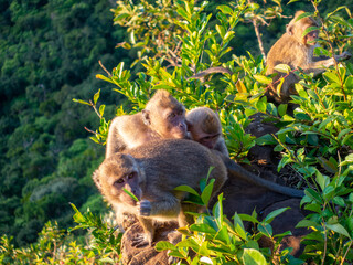 Obraz premium Long tailed macaque monkey (macaca fascicularis) at Black River National Park viewpoint Mauritius
