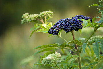 In the wild berries ripe on black grassy elder (Sambucus ebulus) Danewort Plant in nature fruit nigra garden
