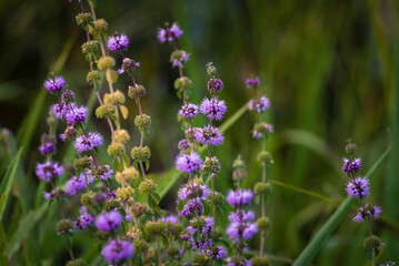 Blooming Mentha pulegium in the Medicinal botanical garden river Meadow filled with purple...