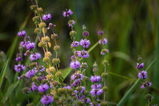 Blooming Mentha pulegium in the Medicinal botanical garden river Meadow filled with purple pennyroyal flowers in late afternoon light, blurred bokeh. mint arvensis wild