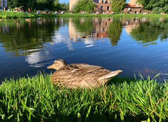 One duck close up relaxing near the lake with city view in the background. Nice cute duck with Vilnius old town in the background. Wild bird in the city