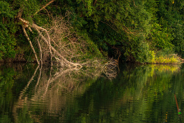 old dry branches in the river grassy bank reflection calm water symmetry mirror, Moldova Dniester, summer forest