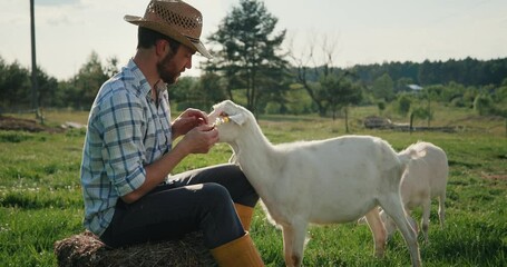 Farmer petting white domestic goat, while sitting in the field