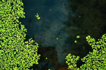 Fototapeta na wymiar Common duckweed green ( Lemna minor L. ) floating on water in the pond texture. background, top view Dniester