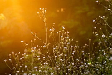 White cephalaria leucantha, Meadow. morning sunlight sunrise Wild flowers and plants sunset, Autumn field sunset background wallpaper bushgrass Giant scabious warm