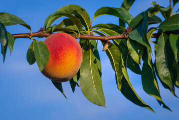  Peaches growing on a tree  branches Fresh sunset light blur green background Natural fruit.  organic  Ripe Moldova Beautiful close up