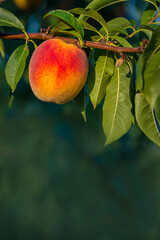  Peaches growing on a tree  branches Fresh sunset light blur green background Natural fruit.  organic  Ripe Moldova Beautiful close up