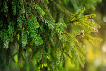  Siberian fir Pine branch with raindrops close up christmas new year holiday background summer winter textured  Green spruce greeting card  backdrop sun ray Young prickly