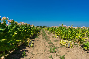 Fototapeta na wymiar Tobacco plantation by agriculturist in village farm with beautiful blue sky