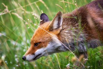 Red fox, close-up - A splendid specimen of red fox photographed in the foreground while looking for its prey in the tall grass.