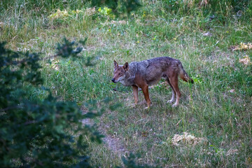 Italian wolf, Canis Lupus Italicus, unique subspecies of the indigenous gray wolf. Adult specimen taken in the forest.
