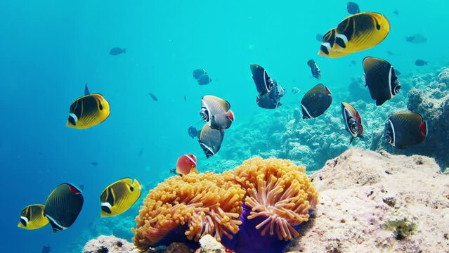 Fishes swim underwater in the sea. Tropical reef with abundance of fishes in the Maldives
