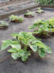 Young strawberries germinate in the garden under the agromaterial. Agrotechnics of strawberry cultivation.