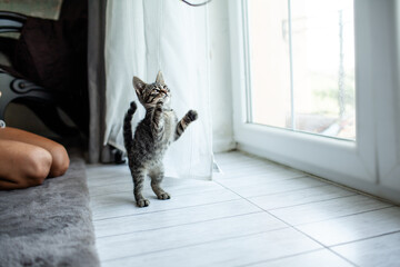 A playful kittrn is playing with a cat toy