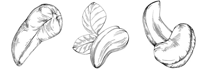 Fototapeta premium Cashew hand-drawn Vector Illustration isolated on white background. Retro style farm product for restaurant menu, market label, logo, emblem and kitchen design. Decoration for food packaging.