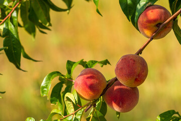  Peach growing on a tree  branches Fresh sunset light blur green background Natural fruit.  organic  Ripe fruit Moldova Beautiful close up