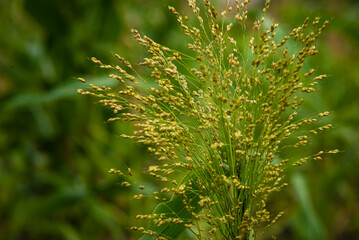 millet plant Panicum miliaceum. seed growth in the fields Proso blurry yellow green color background.